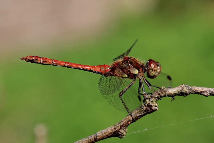 Sympetrum striolatum maschio