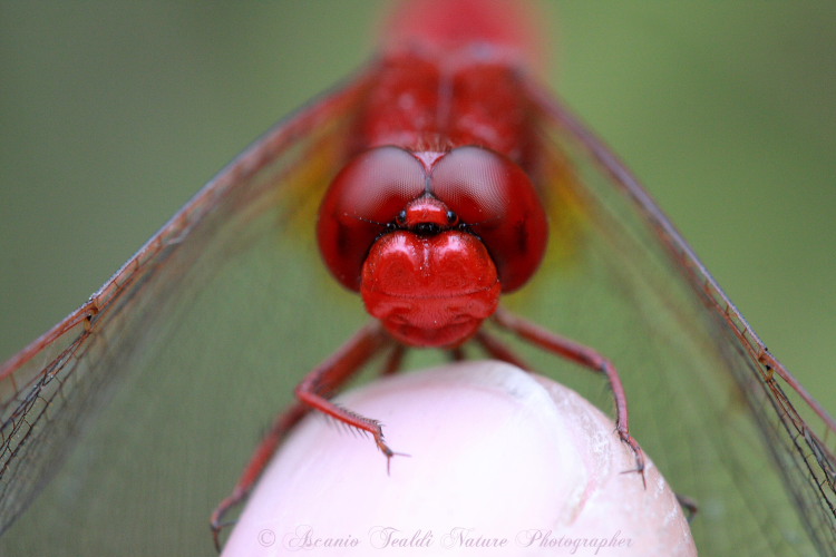 Sympetrum.. .quale? Crocothemis erythraea