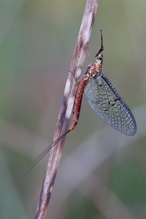 Ephemera vulgata