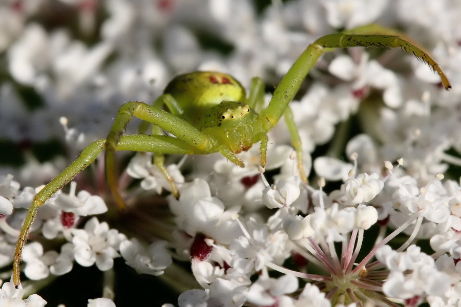 Ebrechtella tricuspidata