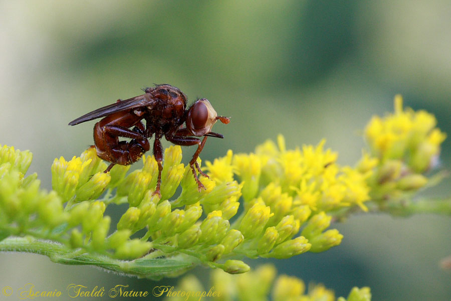 Sicus ferrugineus