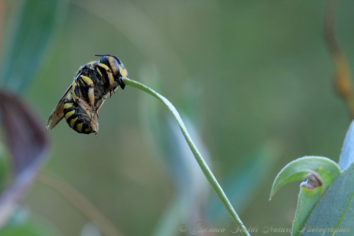 Anthidium (o Anthidiellum) addormentato