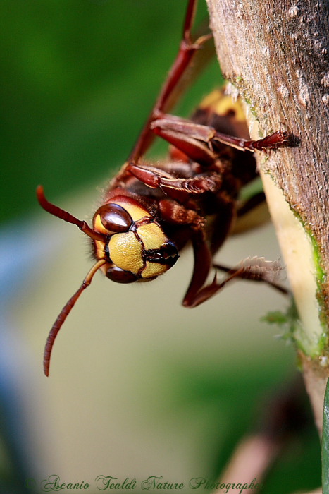 Vespa crabro, una domanda