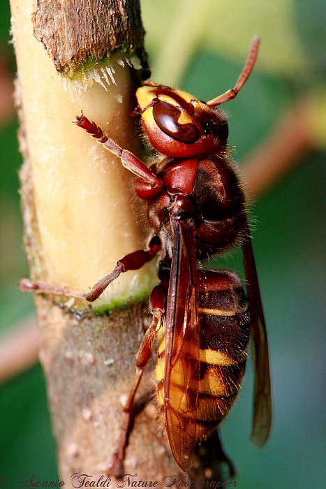 Vespa crabro, una domanda