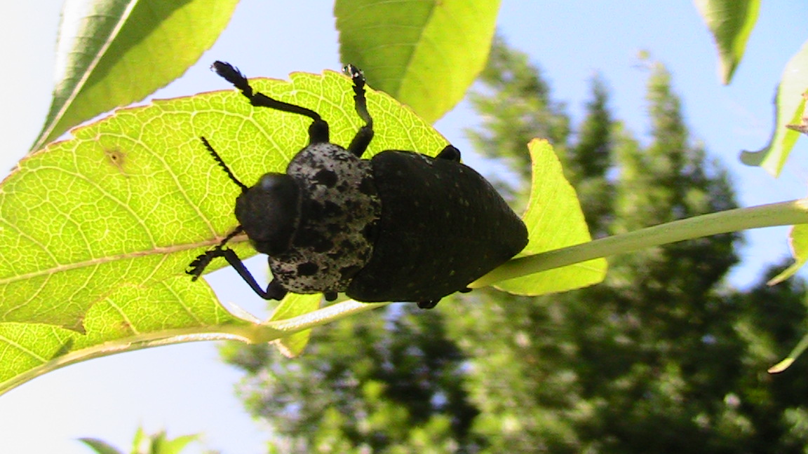 aiuto identificazione coleottero