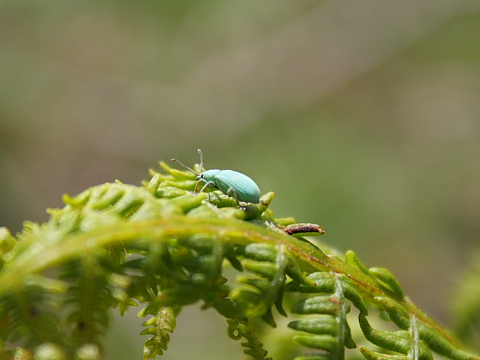 Polydrusus o Phyllobius