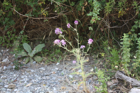 Galactites elegans