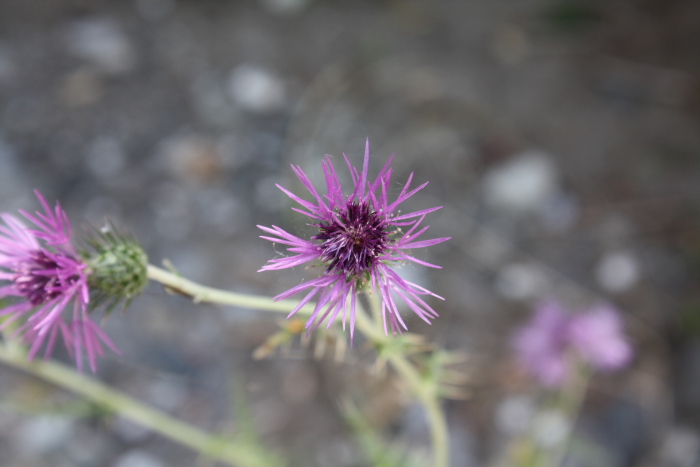 Galactites elegans