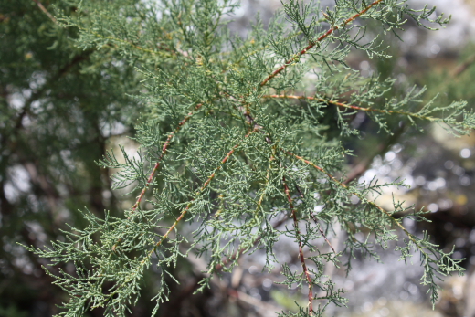 Arbusto da determinare - Tamarix sp.  (Caryophyllales - Tamaricaceae)