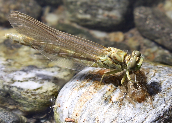 Libellula da identificare