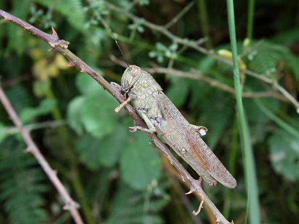 Anacridium aegyptium