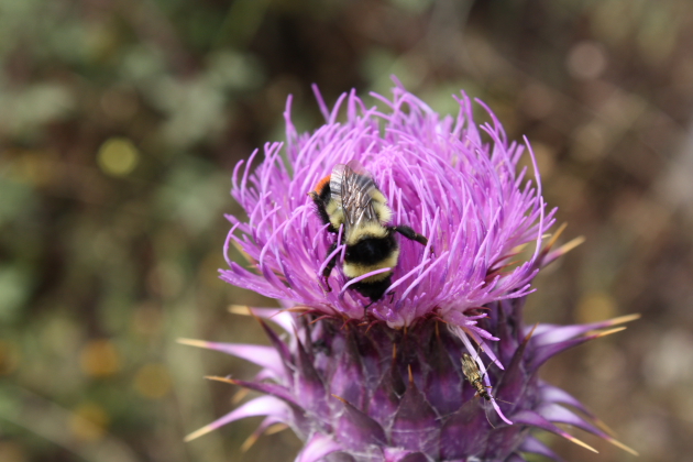 Bombus lapidarius?