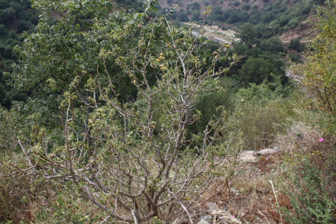 Solanum linneanum