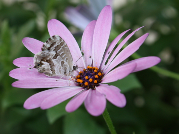 Da identificare - Cacyreus marshalli