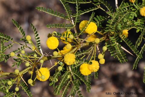 Vachellia karroo (= Acacia karoo) / Acacia orrida