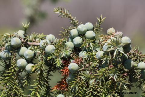 Juniperus oxycedrus L. ssp. macrocarpa