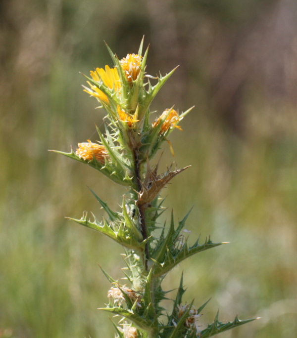 Scolymus hispanicus