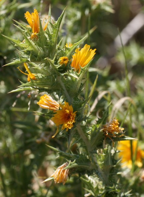 Scolymus hispanicus