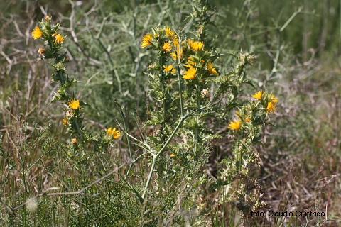 Scolymus hispanicus