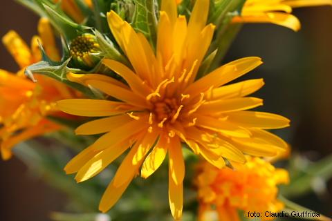 Scolymus hispanicus