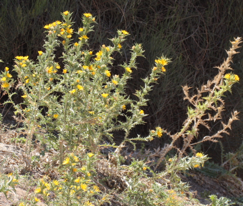 Scolymus hispanicus