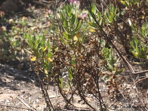 Dittrichia viscosa