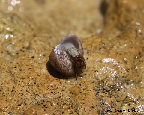 Clibanarius erythropus