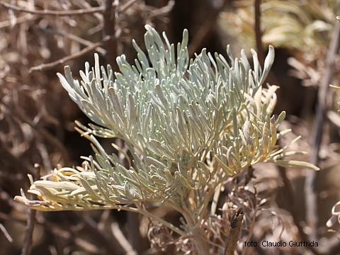 Artemisia arborescens