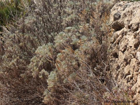 Artemisia arborescens