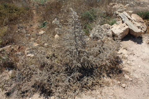 Echium italicum, secco