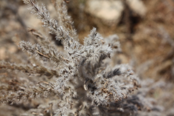 Echium italicum, secco