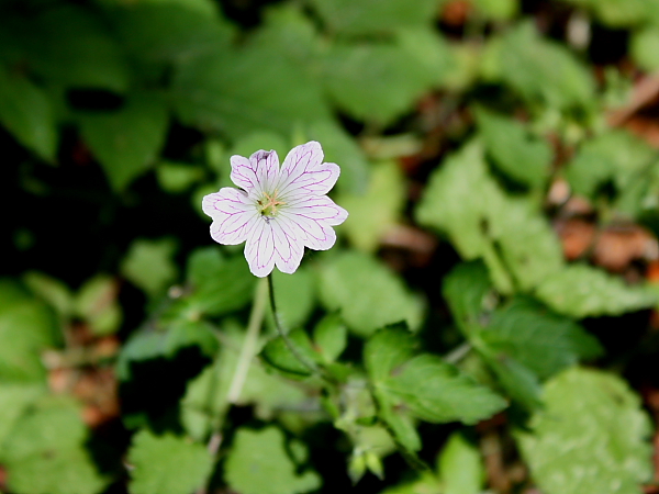 Geranium versicolor