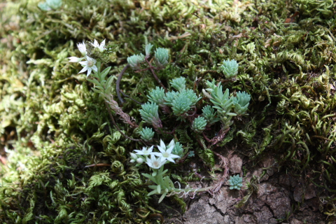 Sedum hispanicum