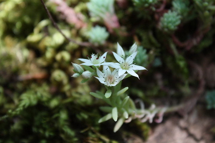 Sedum hispanicum