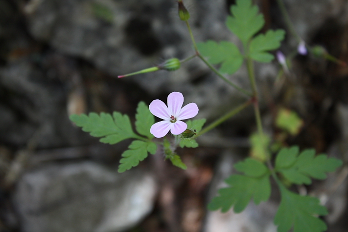 Geranium robertianum