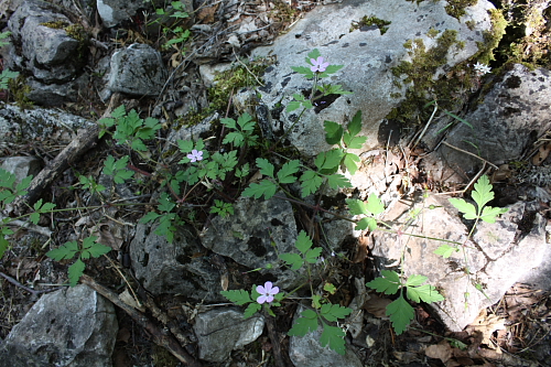 Geranium robertianum