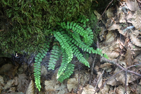 Asplenium trichomanes