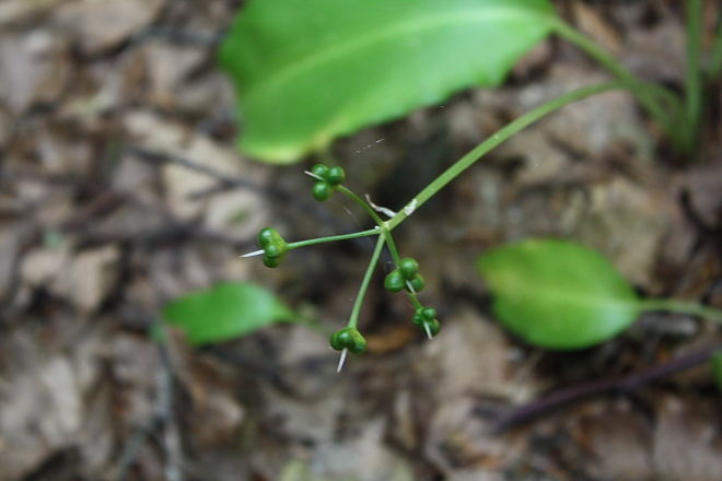 Allium ursinum / Aglio orsino