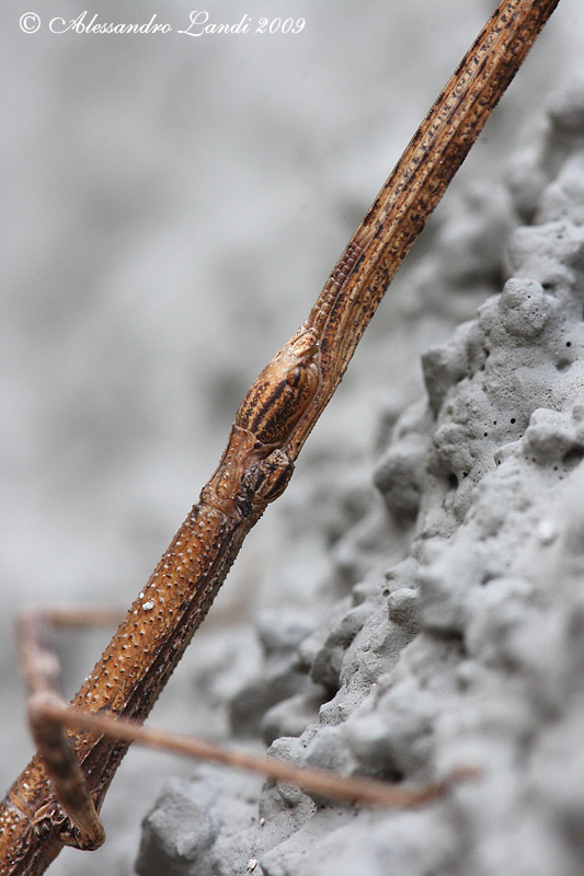 Identificazione insetto stecco - Clonopsis gallica