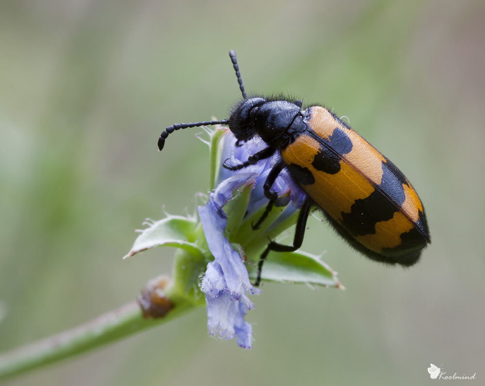 Identificazione coleottero