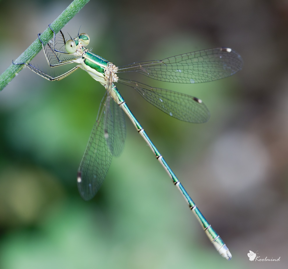 Libellula verde - Identificazione? - Lestes barbarus