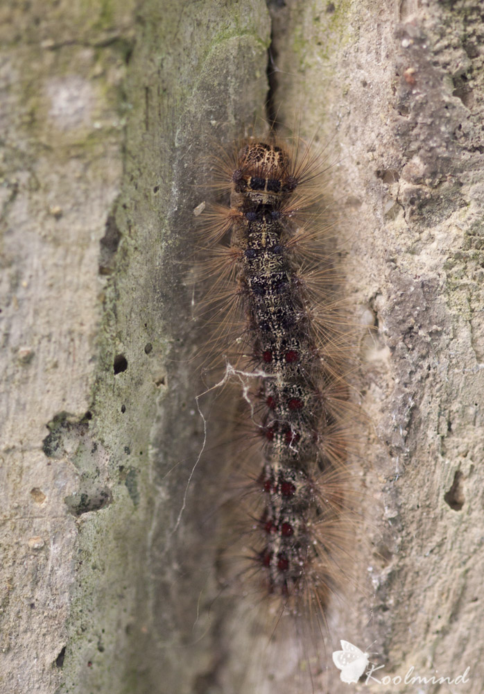 Bruchetto peloso da IDENTIFICARE : Lymantria dispar