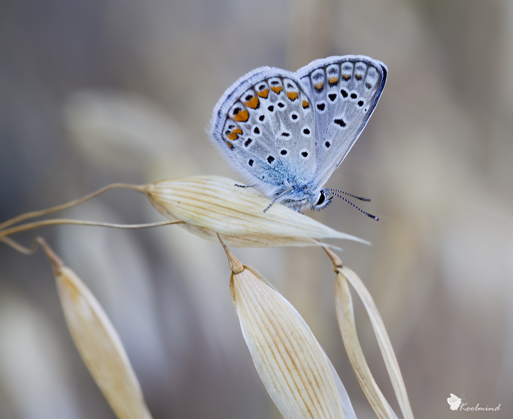 Polyommatus e poi? Identificazione grazie