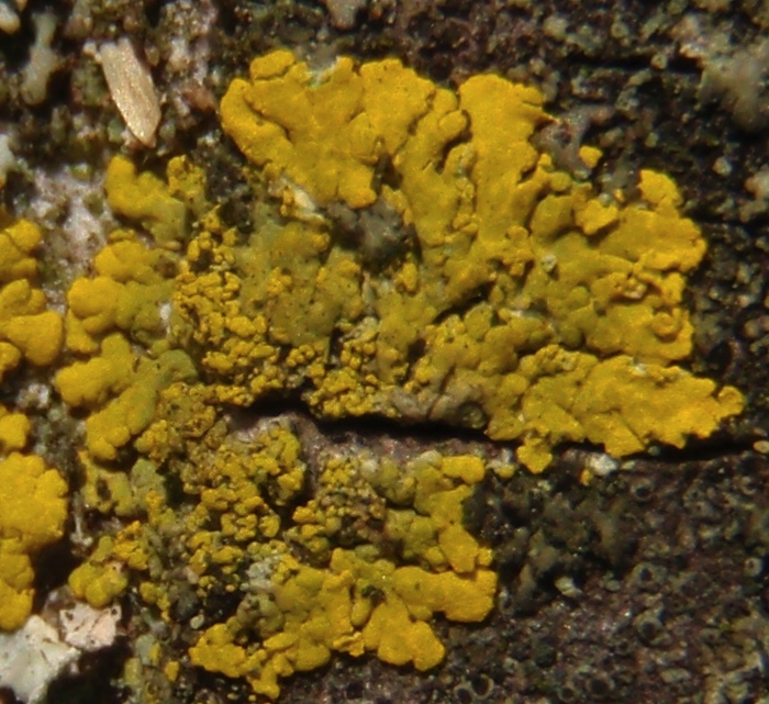 Xanthoria....?