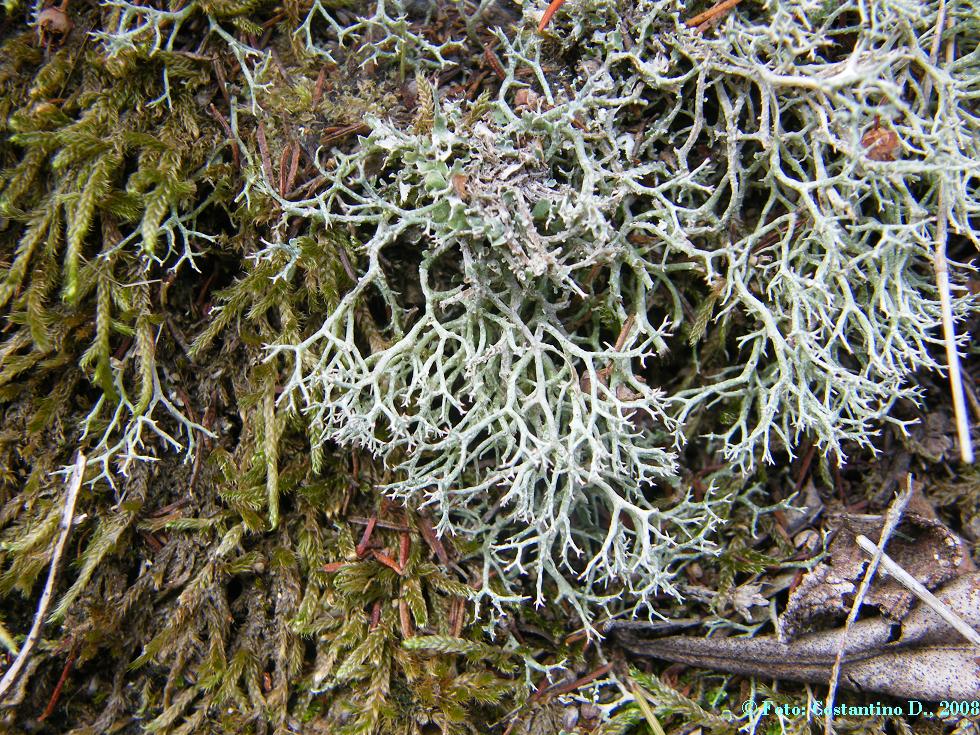 Cladonia