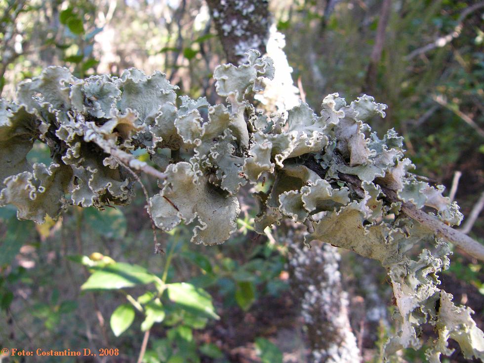 Parmotrema hypoleucinum