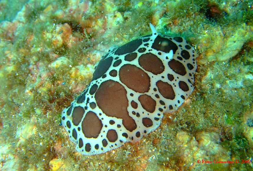 Ovatura di nudibranchio