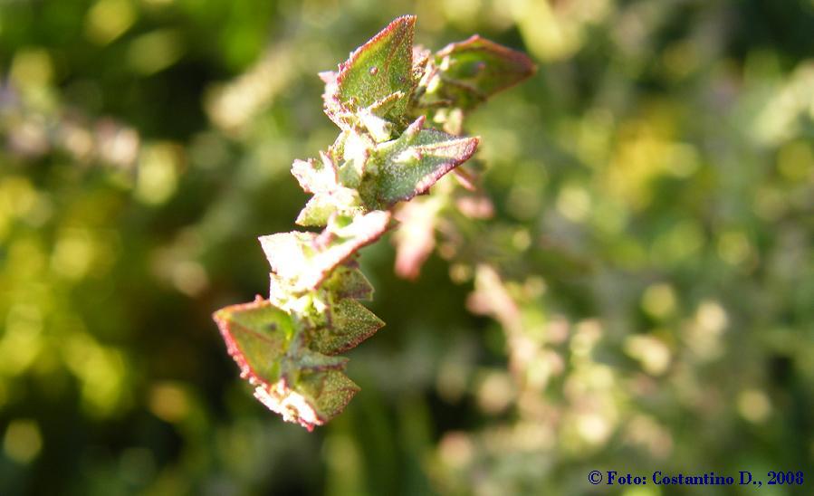 Atriplex prostrata / Atriplice comune