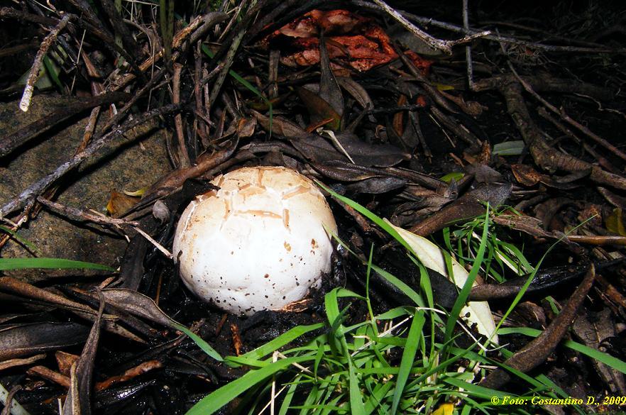 Clathrus cancellatus