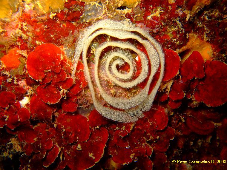 Ovatura di nudibranchio